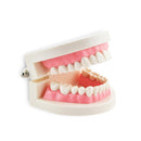 1 Piece Dental Dentist Flesh Pink Gums Standard Teeth Tooth Teach Model