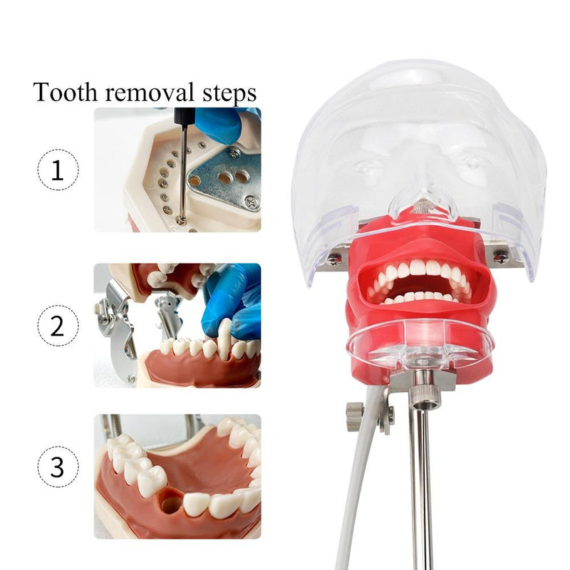 Simple Head Model Dental Simulator Phantom Manikin With Teeth For Dentist Teaching Practice Training Study