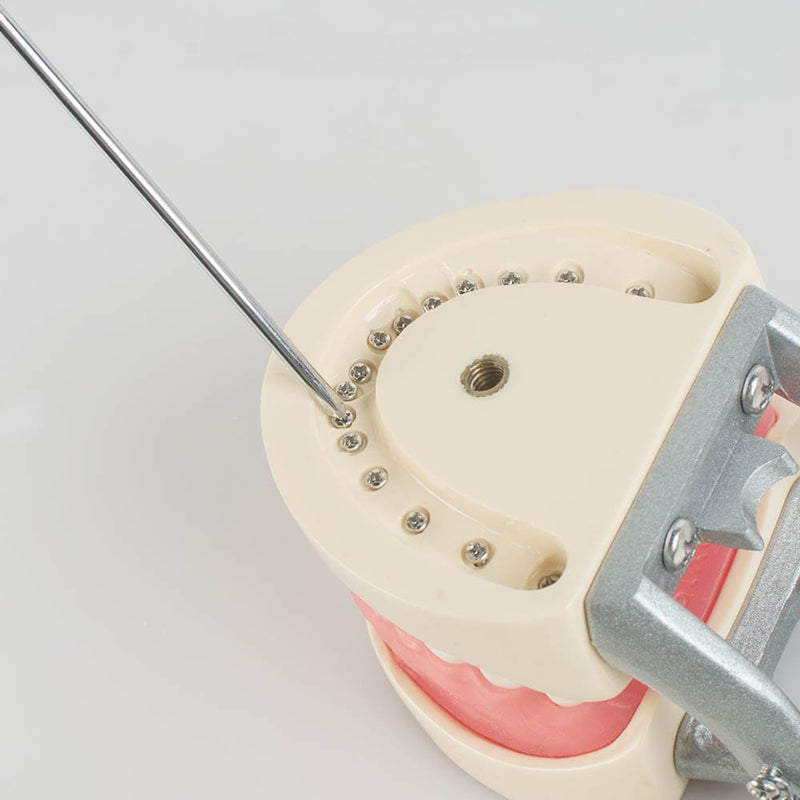 Dental Teach Study Adult Standard Typodont Demonstration Model Teeth