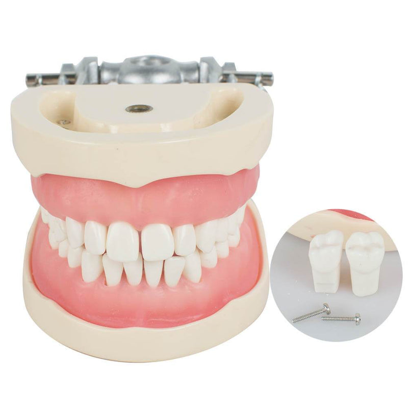 Dental Teach Study Adult Standard Typodont Demonstration Model Teeth