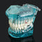 Dental Study Tooth Transparent Adult Pathological Teeth Model