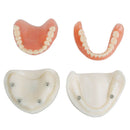 Dental Teach Study Adult Standard Demonstration Model Teeth