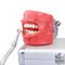 Dental Orthodontics Interproximal Enamel Reduction Automatic Strip Polishing Finishing Contouring Materials