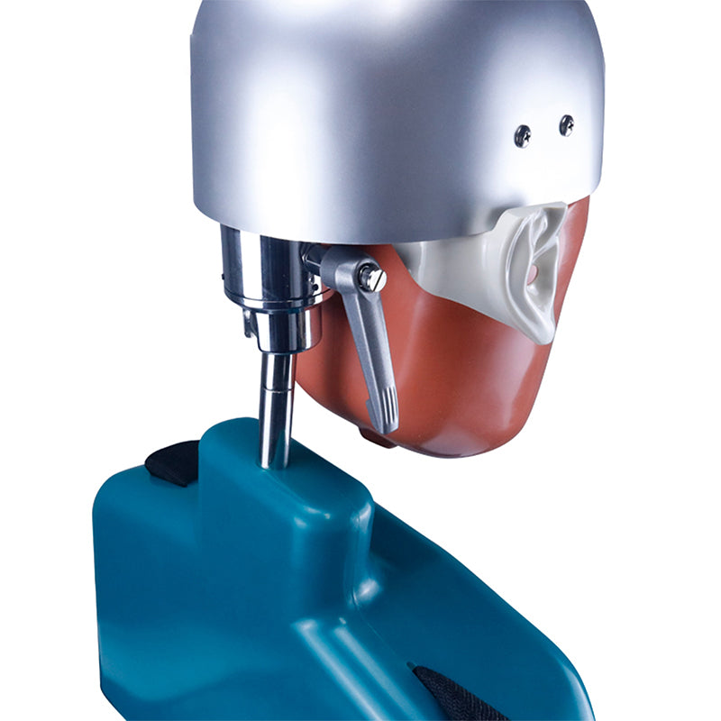 Dental Simulator Manikin Head Model