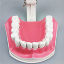 1 pc Dental Teeth Model with Toothbrush with Removable Teeth