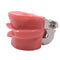 Dental Phantom Head for Teaching Model Standard tooth Model 28pcs Teeth Soft Gum Screw fixed DP Articulator