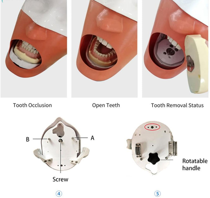 Dental Simulation Head Model Dental Implant Model Dentistry Manikins Phantom Head Oral Student Teaching Practice Tool