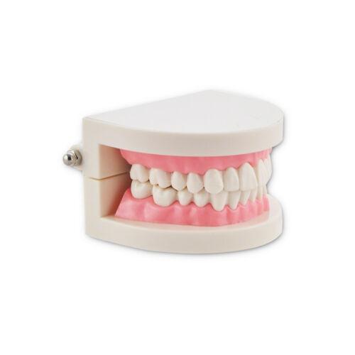 Tooth Teach Model Dentist Teeth Model