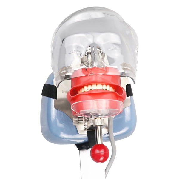 Simple Head Model Dental Simulator Phantom Head for Dentist Education Dentist Teaching /Head Model Phantom