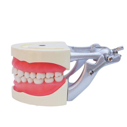 Soft Gum Teach Standard Teeth Model