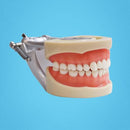 Dentist 200H Type Universal Teeth Model