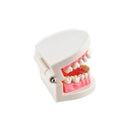Tooth Teach Model Dentist Teeth Model