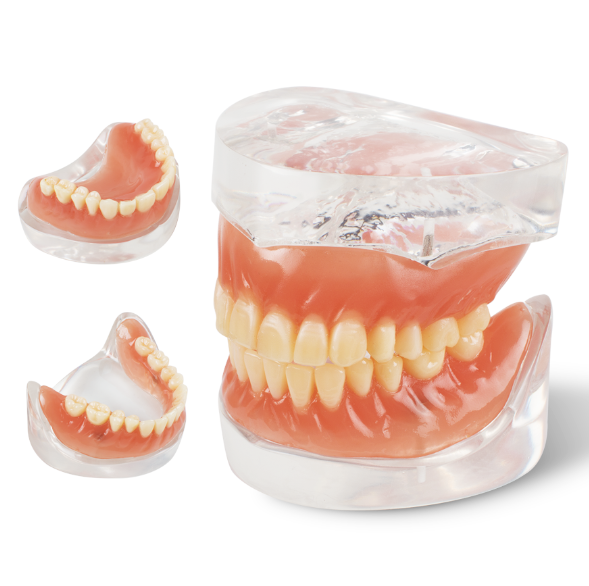Dental Teach Study Adult Standard Demonstration Model Teeth