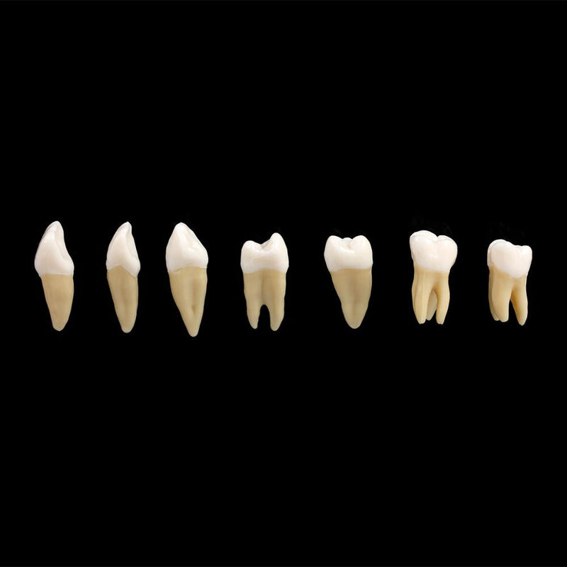 1: 1 Dental Implant Teeth Model  Demonstration Teach Study Model  28PCS